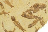 Fossil Fish (Knightia) Mortality Plate - Wyoming #327754-1